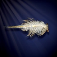 World Alive Aqua Dragons Víz alatti élővilág, díszdobozban